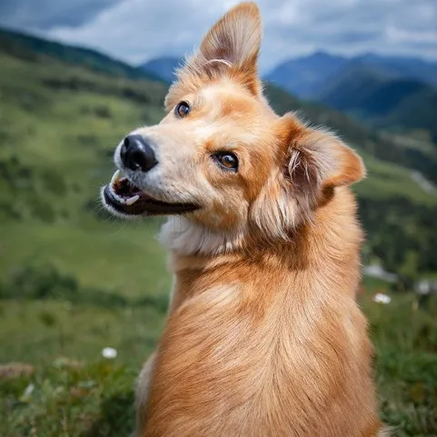 KOIRAN JÄLJITTÄJÄT