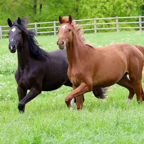 HEVOSEN JÄLJITTÄJÄT